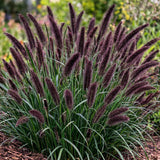 Black Fountain Grass Plants, 4 Inch Tall Fountain Grass, Ready to Grow, Perennial Ornamental Grasses for Gardens and Landscapes