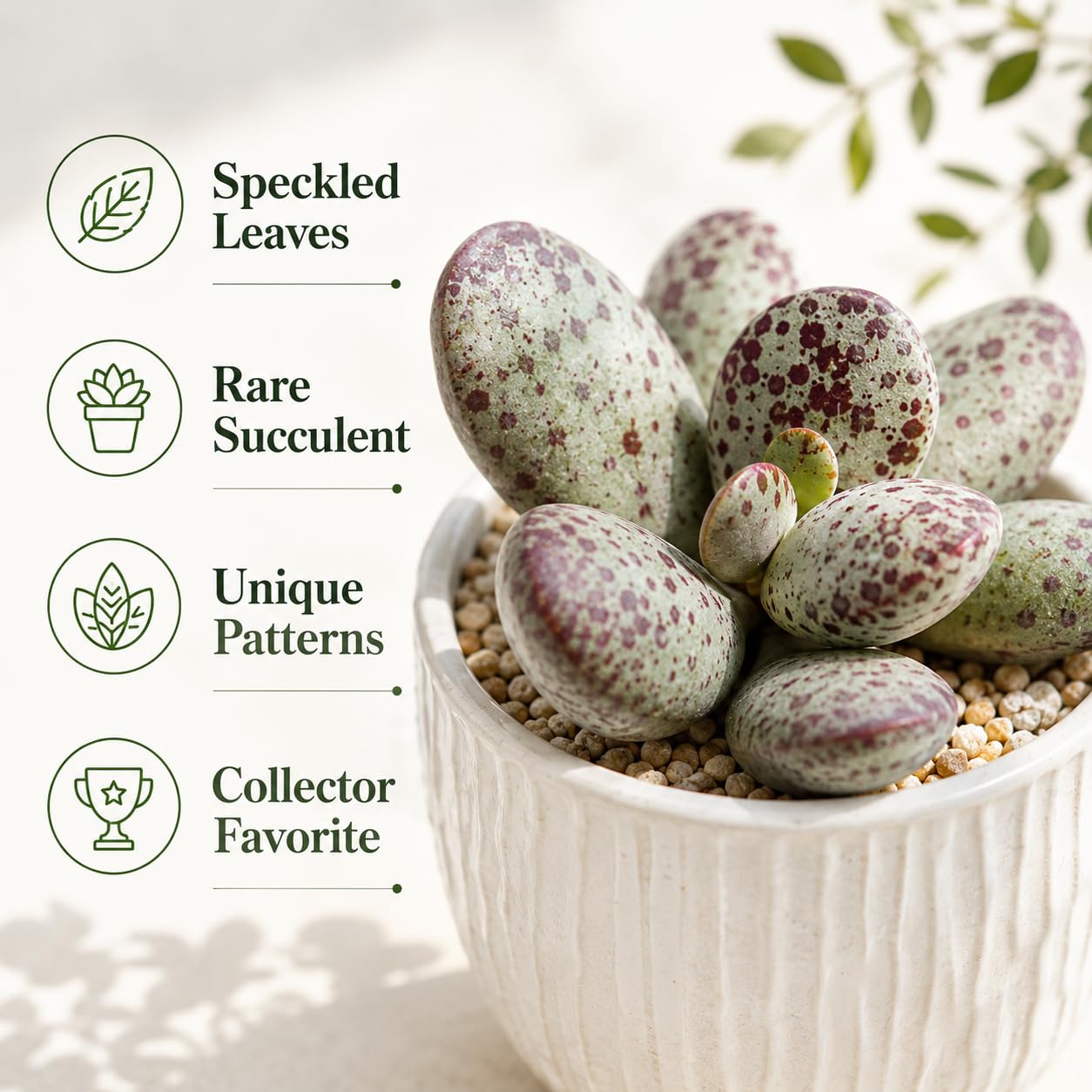 Dischidia Million Hearts Live Succulent Plant in 3" Pot, Hardy, Low Maintenance, Exotic House Plant for Home, Room, Office Decor, Great House Warming Gifts