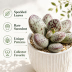 Dischidia Million Hearts Trailing Succulent Plant Live, 3 Inch Pot, Fully Rooted Live Succulent Plant, Easy-Care Houseplant for Shelves, Containers & Indoor Décor