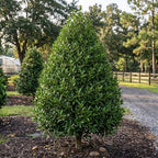 Dwarf Holly Tree Live Plant, Small Size, Low Maintenance Hedge, Compact Evergreen Bush, Perfect for Patio, Containers & Gardens