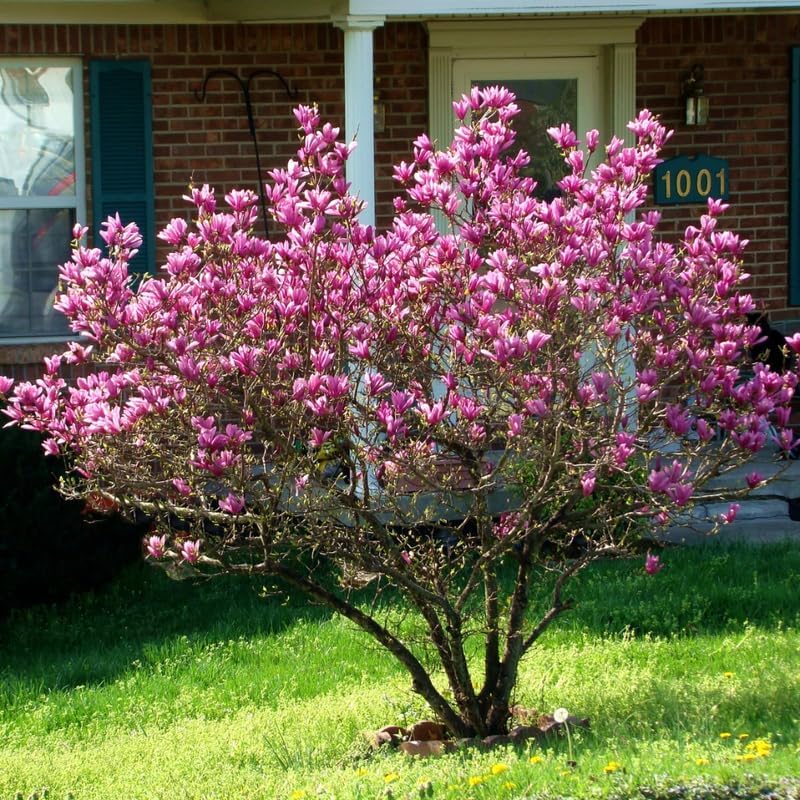 2 Ann Magnolia Live Bare Root Seedlings | 8-12" Rooted Cuttings | Cold-Hardy Late-Blooming Magnolia Tree | Well-Rooted Ornamental Shrub