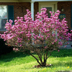 2 Ann Magnolia Live Bare Root Seedlings | 8-12" Rooted Cuttings | Cold-Hardy Late-Blooming Magnolia Tree | Well-Rooted Ornamental Shrub