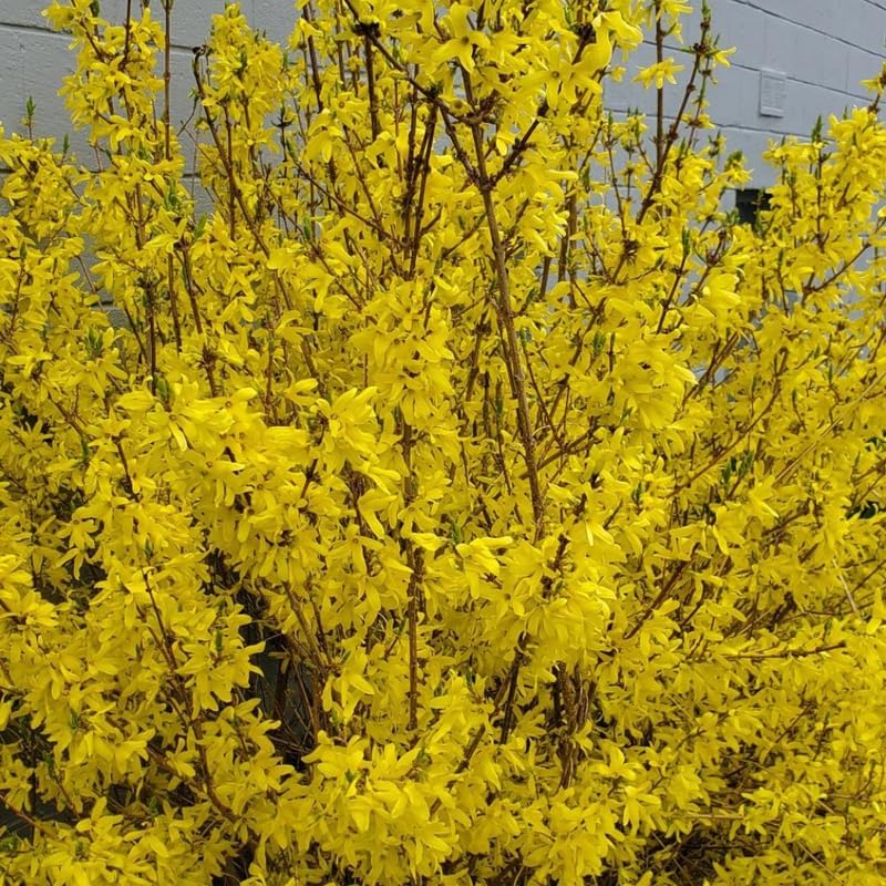 2 Lynwood Gold Forsythia Live Shrubs | Lynwood Gold Forsythia Bush Plants | 1–2 Feet Tall Dormant Bare Root Plants | Great for Garden Borders and Landscape Design