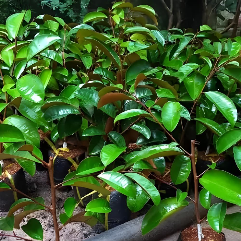 Purple Caimito Seedling Plant Potted Fruit Tree | 30 – 36 Inches Tall | Purple Star Apple Live Fruit Tree for Planting | Smooth Fuit Easy-Care Outdoor Plant | No Ship to CA,HI,AK