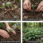 10 Allegheny Spurge Roots System, Pachysandra Procumbens, Vigorous Allegheny Spurge for Shady Backyard Borders