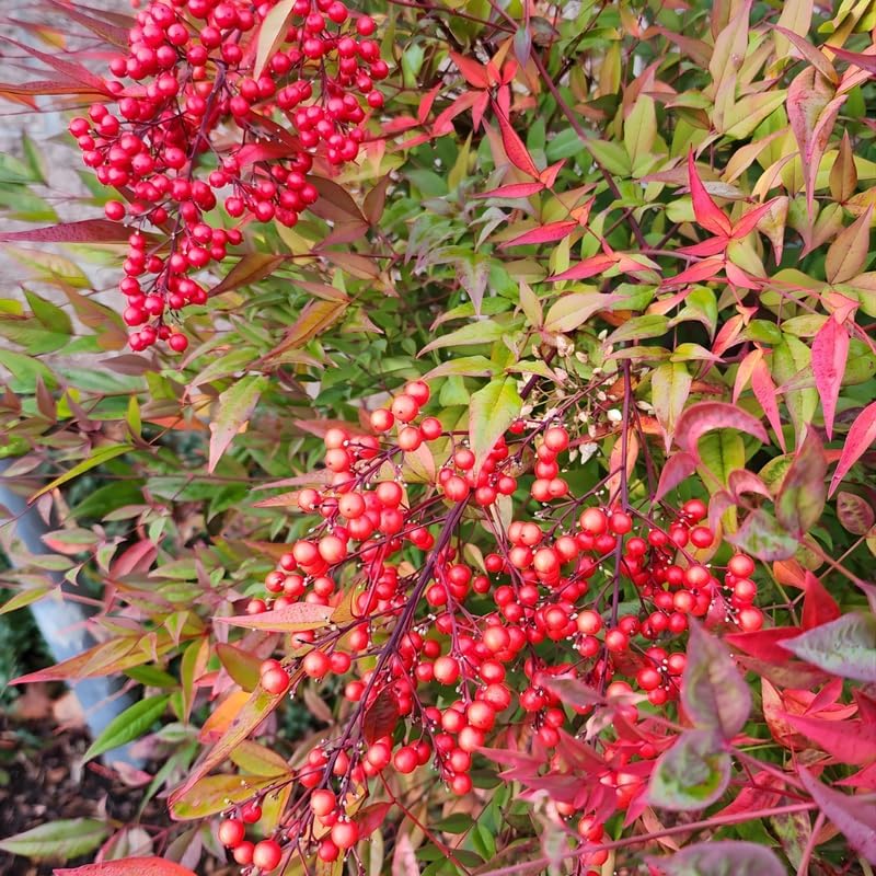Dwarf Nandina Live Plants | 2.5-Inch Pot | Nandina Shrub for Outdoor Growing | Ideal for Garden Planting and Landscape Use
