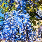 2 Blue Wisteria Plant Live, 2.5 Inch Pot Size, Well-Rooted Flowering Plant, Low Maintenance Ornamental Vine for Sunny Outdoor Spots