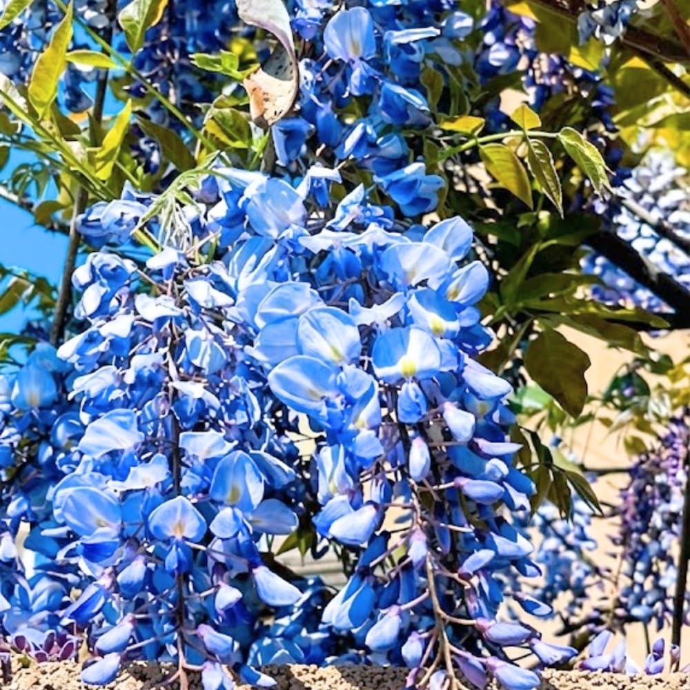 2 Blue Wisteria Plant Live, 2.5 Inch Pot Size, Well-Rooted Flowering Plant, Low Maintenance Ornamental Vine for Sunny Outdoor Spots