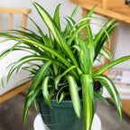 Spider Plant Live Houseplants in 4 Inch Pot | Air-Purifying, Low Maintenance, Thrives in Home & Office | Perfect for Plant Enthusiasts | Perfect for Beginners & Green Home Styling
