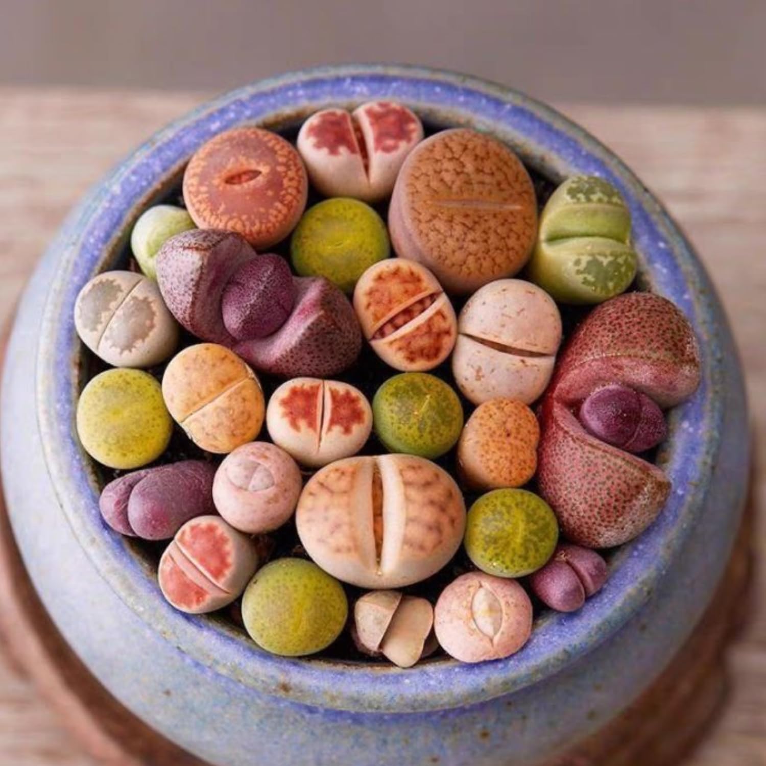 Lithops Large Random Mix Living Stones Succulent Plants Live | 30 Pcs Live Lithops Seedlings | Bare Root Without Pot or Soil, Suitable for Indoor or Outdoor Gardens & Office Use, Friend Plant Lovers