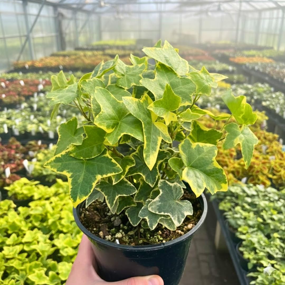 Gold Child Ivy Live Plant in 6 Inch Pot | Real English Ivy Plant | Trailing & Climbing Easy-Care Houseplant | English Ivy Live Plants for Home & Office Décor