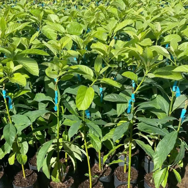 (No Ship to CA,HI,AK) Avocado Tree Live Plants | Russell Avocado Trees Live Plants 30–36 Inch Tall | Potted Fruit Tree for Outdoor Growing & Backyard Gardens