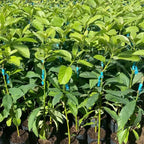 (No Ship to CA,HI,AK) Avocado Tree Live Plants | Russell Avocado Trees Live Plants 30–36 Inch Tall | Potted Fruit Tree for Outdoor Growing & Backyard Gardens