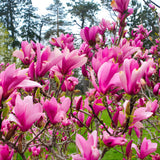 Ann Magnolia Tree Live, 12-18 Inch Tall in 2.5 Inch Pot, Low Maintenance Fragrant Multi-Petal Flowering Shrub for Small Yards and Focal Points