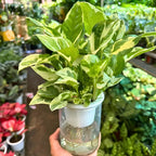 N’Joy Pothos Live Houseplant in 4 Inch Pot |Epipremnum Aureum Tree for Planting | Ideal Live Pothos Plant for Shelves, Desktops & Hanging Pots – Hardy