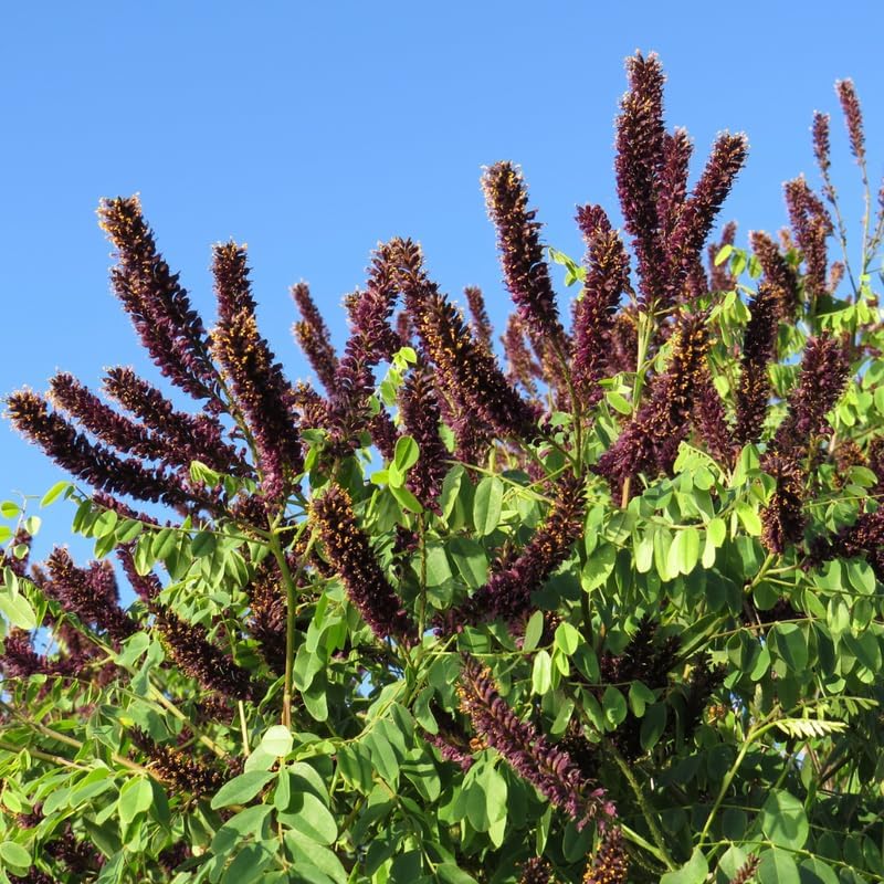 15 False Indigo Bush Live Plant | 1-2ft Bare Root Seedlings | Low Maintenance Native Deciduous Shrub | Well-Rooted Flowering Plant
