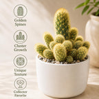 2 Live Cactus Plants Gold Ladyfinger Mammillaria Elongata, 4" Pot, Fully Rooted, Low Maintenance Rare Succulent Plant Live, Ideal for Succulent Collections & Indoor Décor