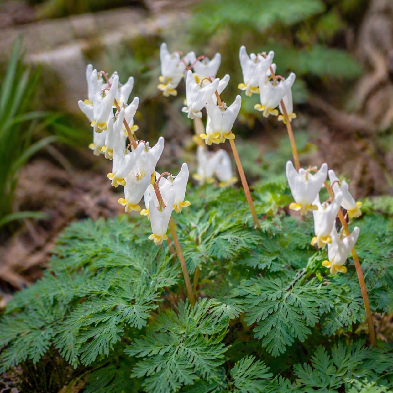 20 Dutchman’s Breeches Bare Root Plant, Dicentra cucullaria, Low Maintenance, East to Grow, Cold Hardy, Shade-Loving Perennial for Woodland Gardens & Landscapes