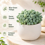 Sedum Dasyphyllum Major Plant, 4 Inch Pot Sedum Plant Live, Well Rooted, Easy Care Succulent Plant, Hardy, Low Maintenance Houseplant for Home Décor & Indoor Spaces