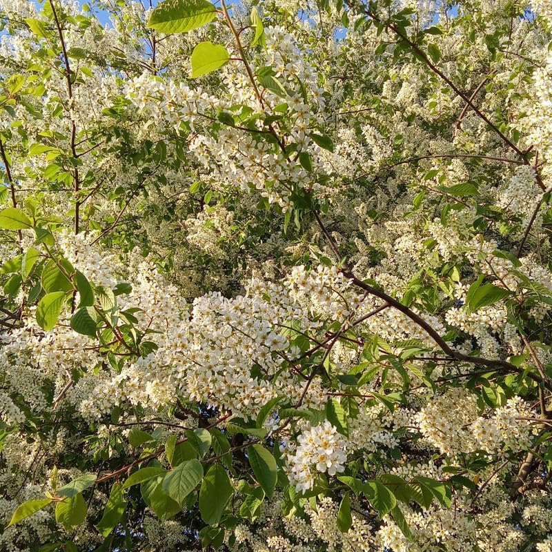 Chokeberry Plant Live, Well-Rooted 3-4" Potted Shrub, Cold-Hardy Aronia Berry Producer for Sunny Garden Rows