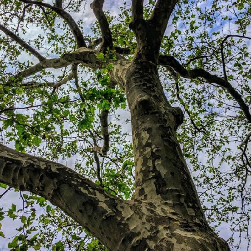 10 American Sycamore Tree Live Plant | 1-2ft Bare Root Seedlings | Fast Growing Shade Tree | Robust Well-Rooted Plant