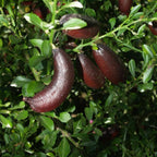 Red Finger Limes Tree Live Plant | 2.5–3 Ft Live Citrus Plant | Easy-to-Grow Citrus Tree for Home Gardens & Patios