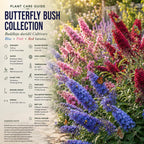 Assorted Butterfly Bush Plant Live, 3 Buddleia Plant 4-6" Tall, Well-Rooted Cold-Hardy Shrubs, Fragrant Blooms for Pollinator Gardens