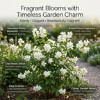 Mock Orange Shrub, 4-6" Potted Plant Starter, High-Vigor Cold-Hardy Bush for Backyard Gardens, Beautiful White Blossoms & Growth Habit