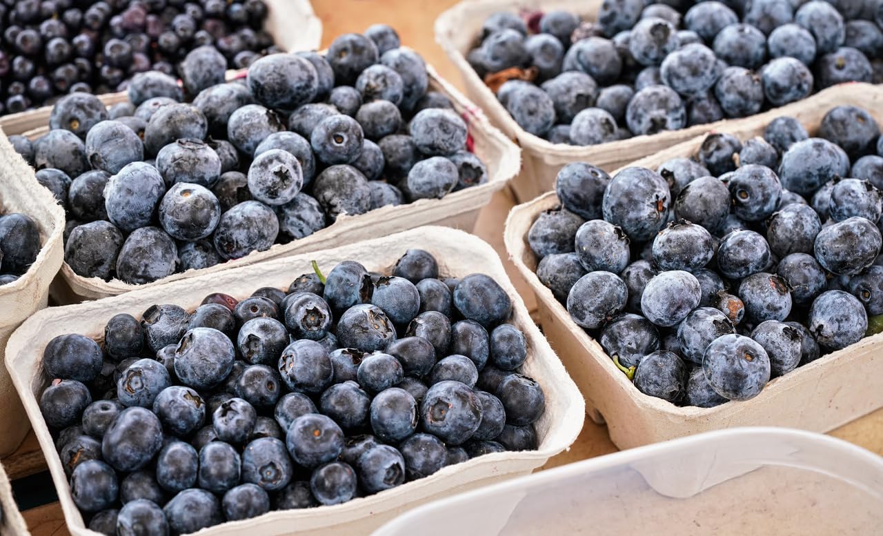 (No Ship to CA,HI,AK) Austin Blueberry Plants Live for Planting - 1 to 2 Feet Tall in 2 Gallon Pot, Fast Growing Blueberries Fruit Trees Live Plants for Patio and Garden