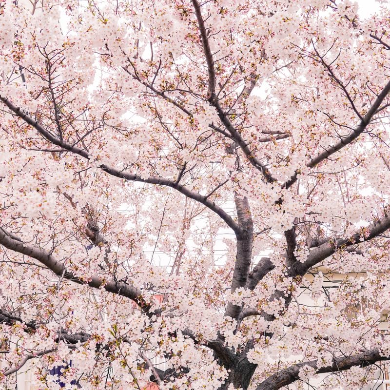 2 Yoshino Cherry Blossom Trees, 6-12 Inch Tall, Easy Care, Hardy Ornamental Flowering Cherry Tree, Ideal for Yard, Garden & Landscape