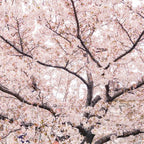 2 Yoshino Cherry Blossom Trees, 6-12 Inch Tall, Easy Care, Hardy Ornamental Flowering Cherry Tree, Ideal for Yard, Garden & Landscape