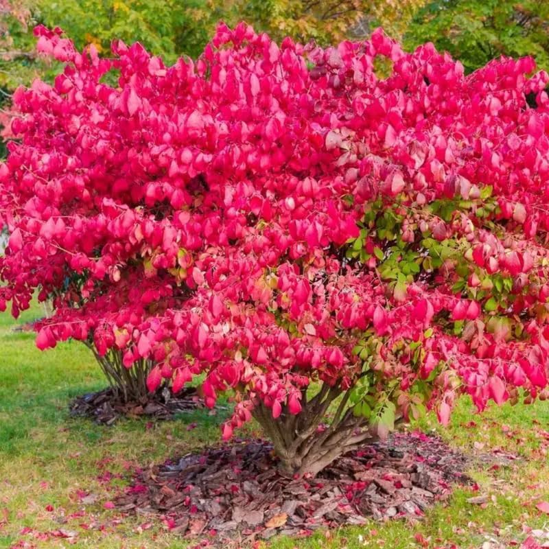 5 Burning Bush Shrub Live Plant | 6 – 12 Inch Tall | Easy-Growing Landscape Shrub with Bright Red Fall Leaves