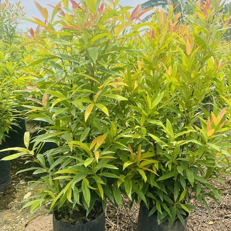 10 Dwarf Nandina Live Shrubs | 2.5-Inch Potted Nandina Plants | Compact Outdoor Shrubs | Designed for Small Spaces and Garden Edges