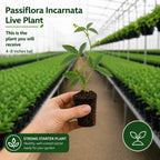 3 Purple Passiflora Incarnata Live Plants, 4-8 Inch Tall Maypop Live Plant, Fast Growing, Exotic Fragrant Passion Flower Vine for Garden Trellis & Outdoor Spaces