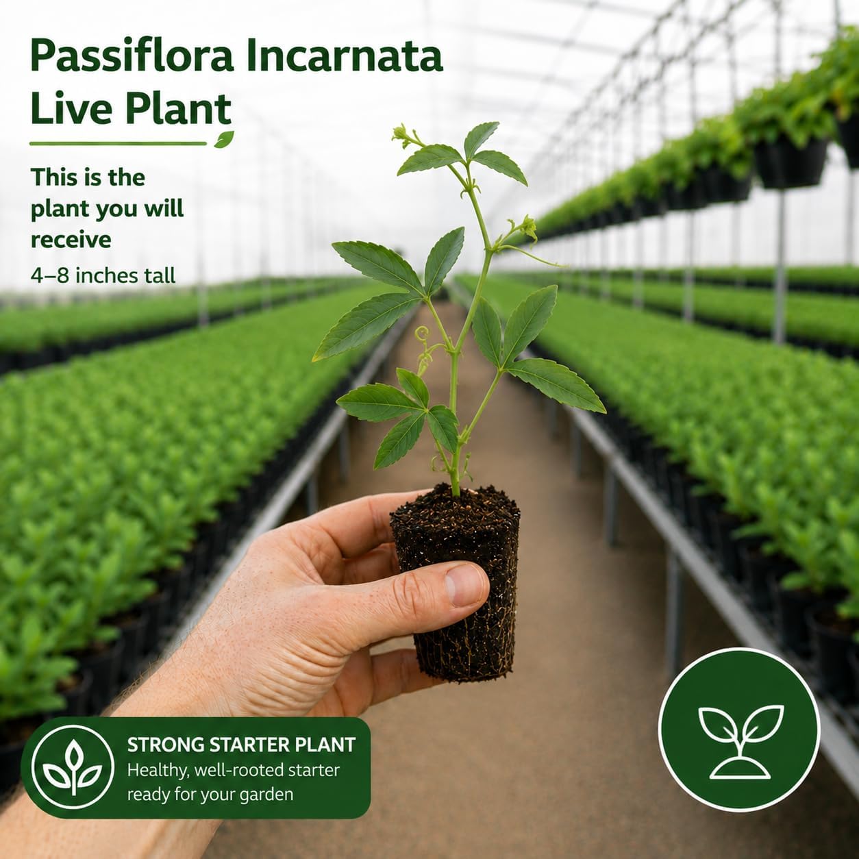 3 Purple Passiflora Incarnata Live Plants, 4-8 Inch Tall Maypop Live Plant, Fast Growing, Exotic Fragrant Passion Flower Vine for Garden Trellis & Outdoor Spaces