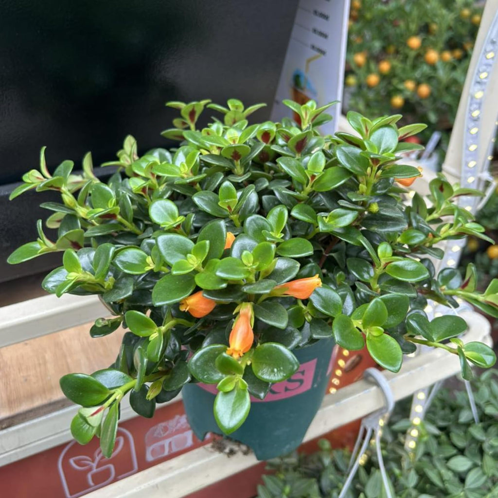 Goldenfish Plant Live for Planting in 4-Inch Pot | Vibrant Trailing Goldfish Tree with Orange Blooms | Perfect for Indoor Displays | Unique Gift for Plant Enthusiasts