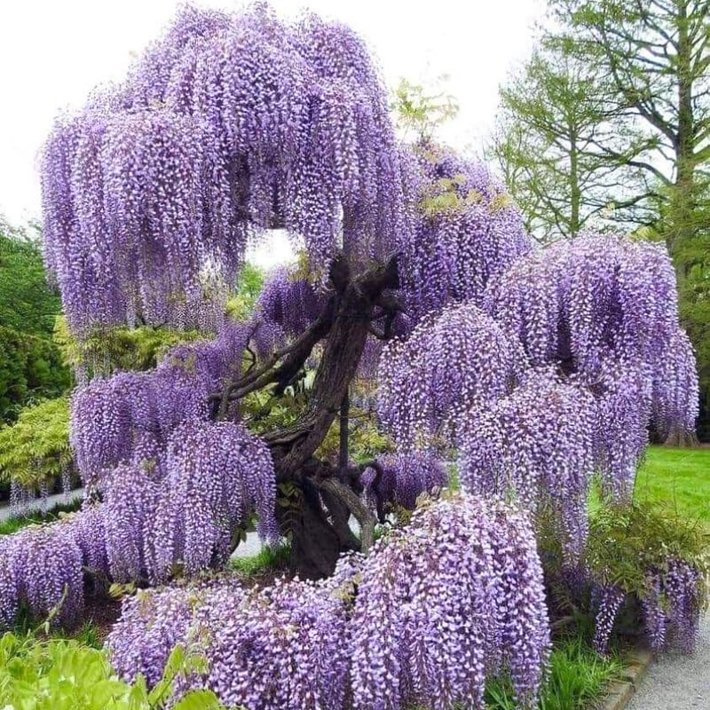 4 American Purple Wisteria Amethyst Wisteria Live Plant 12-24 Inch Tall, Hardy, Easy-Care Climbing Vine for Landscapes, Fences & Outdoor Garden Décor