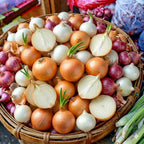 Mixed Onion Sets Red - White and Yellow, Heirloom, Non-GMO Onion Bulbs Plant, Easy to Grow, High Yield Vegetable Bulbs, Not Seeds
