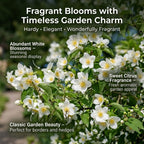 Mock Orange Shrub Live Plant, 4-6" Tall, Cold-Hardy Deciduous Bush for Home Landscapes, Sweet Citrus Scented White Spring Blooms & Low Maintenance Hedge