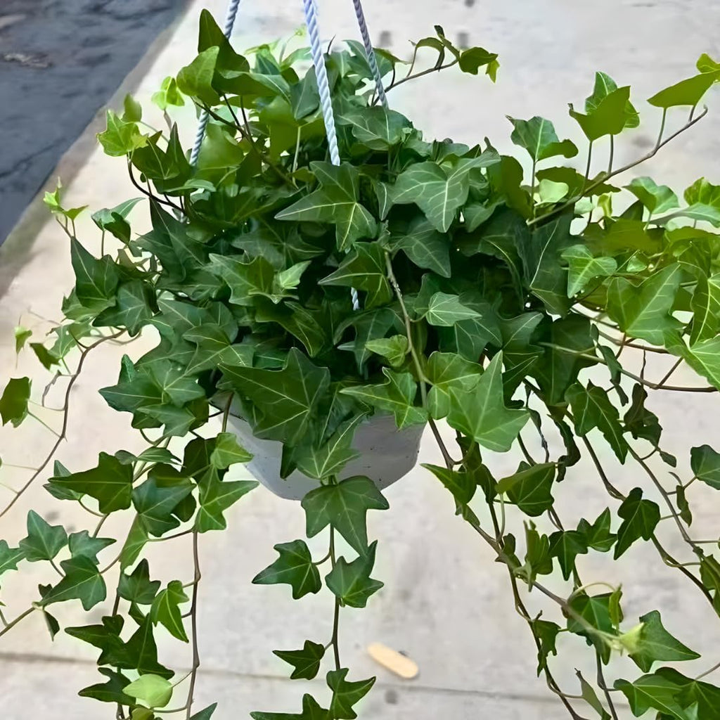 Green English Ivy Live Plant in 4” Inch Pot | Classic English Ivy Indoor Plant with Green Foliage | Easy-Care Trailing Houseplant for Shelves, Desks, Hanging Baskets & Home Décor