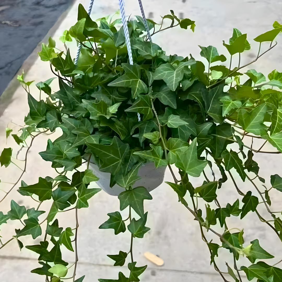 Green English Ivy Live Plant in 4” Inch Pot | Classic English Ivy Indoor Plant with Green Foliage | Easy-Care Trailing Houseplant for Shelves, Desks, Hanging Baskets & Home Décor