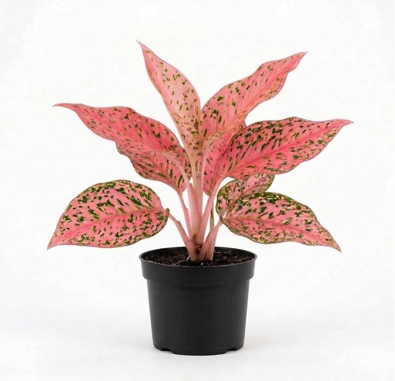 Aglaonema Live Plant - Aglaonema Pink, 4" Pot Chinese Evergreen House Plant, Easy Care, Indoor Low-Light Plant for Home or Office Décor