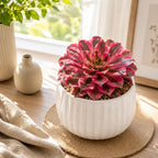 2 Wink Witch Aeonium Succulents Plant Live, 4 Inch Pot, Vibrant Succulent Live, Air-Purifying, Low Maintenance, Perfect for Home and Office Décor