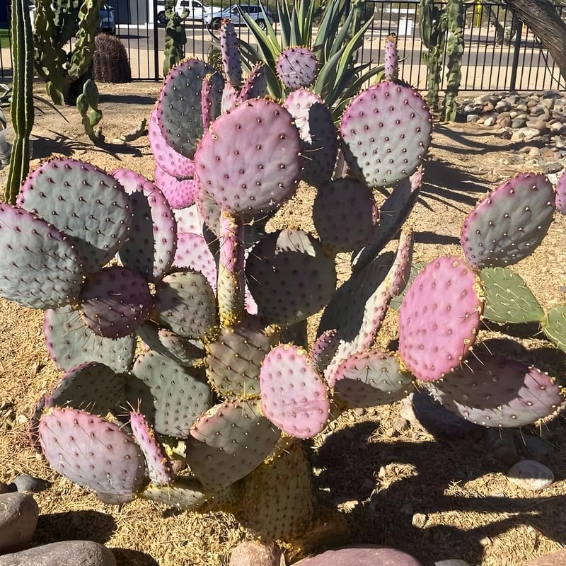 Opuntia Santa Rita Purple Prickly Pear Cactus Live Plant | Live Purple Cactus in 3 Inch Pot | Drought-Tolerant Desert Cactus for Indoor & Outdoor Use, Landscaping, Rock Gardens & Container Planting