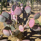 Opuntia Santa Rita Purple Prickly Pear Cactus Live Plant | Live Purple Cactus in 3 Inch Pot | Drought-Tolerant Desert Cactus for Indoor & Outdoor Use, Landscaping, Rock Gardens & Container Planting