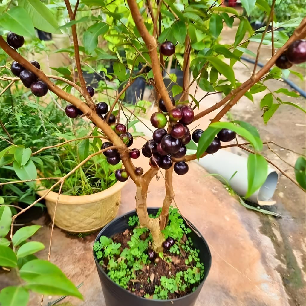 Jabuticaba Fruit Tree for Planting | Jaboticaba Live Tree | 2.5–3 Ft Potted Tropical Fruit Tree | Sweet Edible Berries for Home Gardens Patios & Containers | No Ship to CA,HI,AK