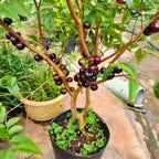Jabuticaba Fruit Tree for Planting | Jaboticaba Live Tree | 2.5–3 Ft Potted Tropical Fruit Tree | Sweet Edible Berries for Home Gardens Patios & Containers | No Ship to CA,HI,AK