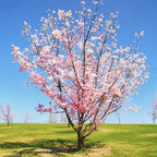 Autumnalis Cherry Tree Live Plant, 6-12 Inch Tall Starter Plant, Japanese Cherry Blossom Tree, Easy Care Flowering Tree for Planting Outdoors