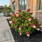 Ruby Slipper Oakleaf Hydrangea Live Plant in Quart Pot, 6-10" Tall Hydrangea Plants Trees Shrubs, Low Maintenance Compact Flowering Shrub for Borders, Garden Beds & Outdoor Landscaping