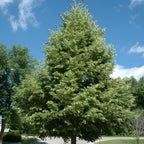 Ulmus parvifolia Chinese Elm Trees for Planting | Hardy Shade Tree for Outdoor Landscapes | Drought-Tolerant, Low-Maintenance Elm Tree | Live 6–12 Inch Starter Plant